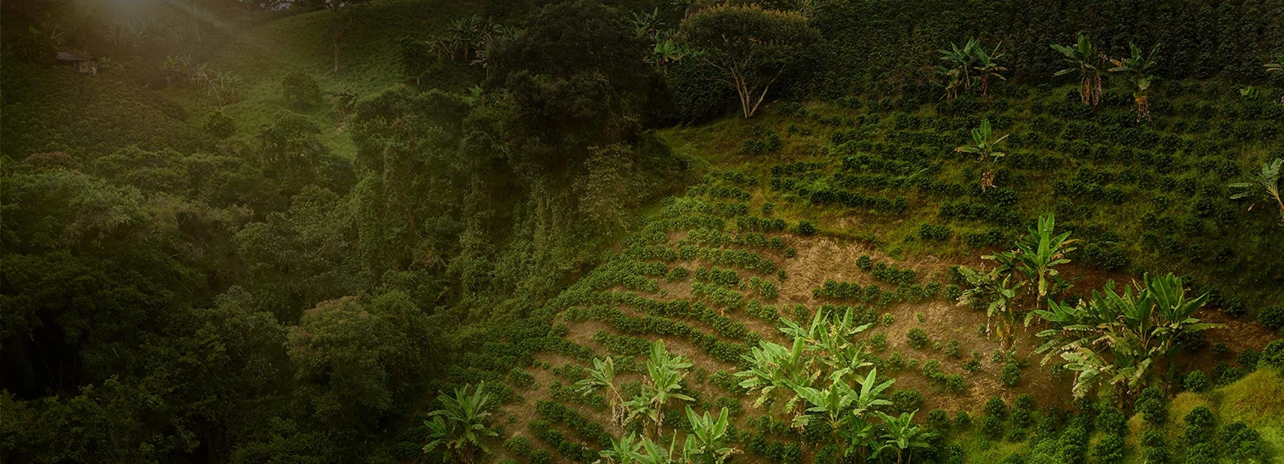 Coffee plants