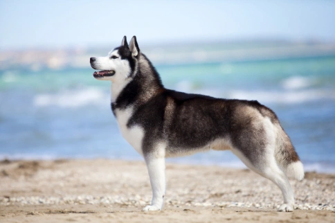 son los perros husky siberiano buenas mascotas