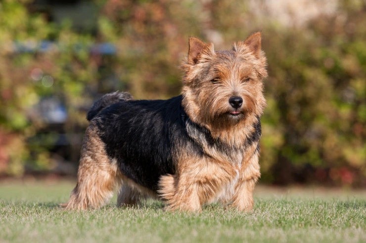 Norwich terrier sale puppies cost