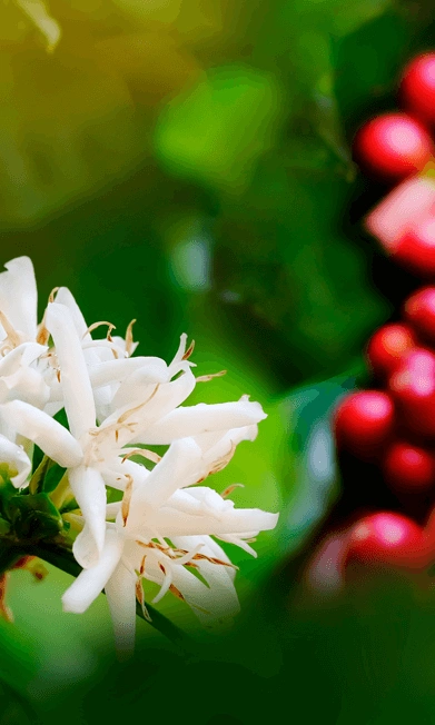 coffee blossom cherries