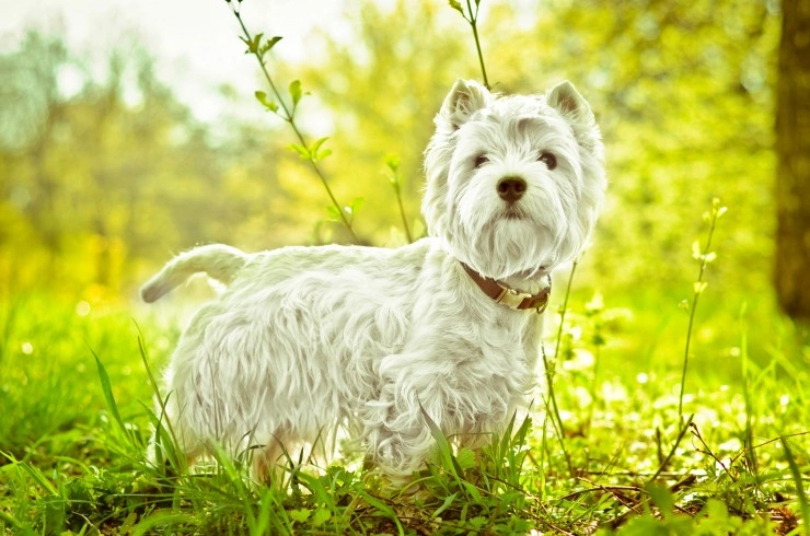 qué tan pesado debe ser un westie