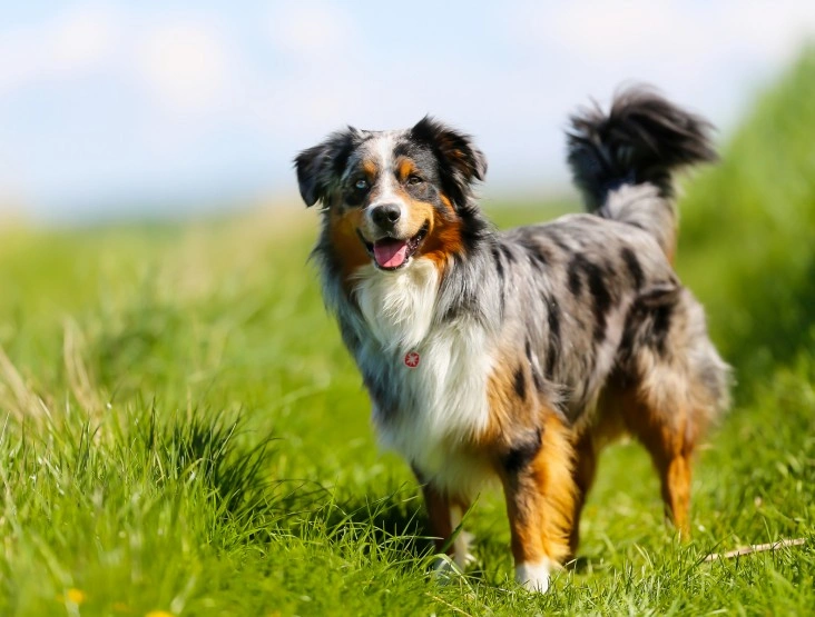 Blue merle tan border 2024 collie