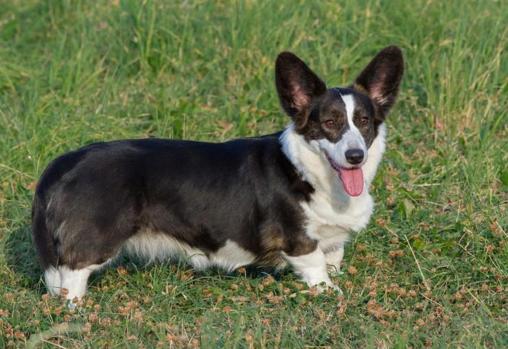 Cardigan welsh sale corgi rescue