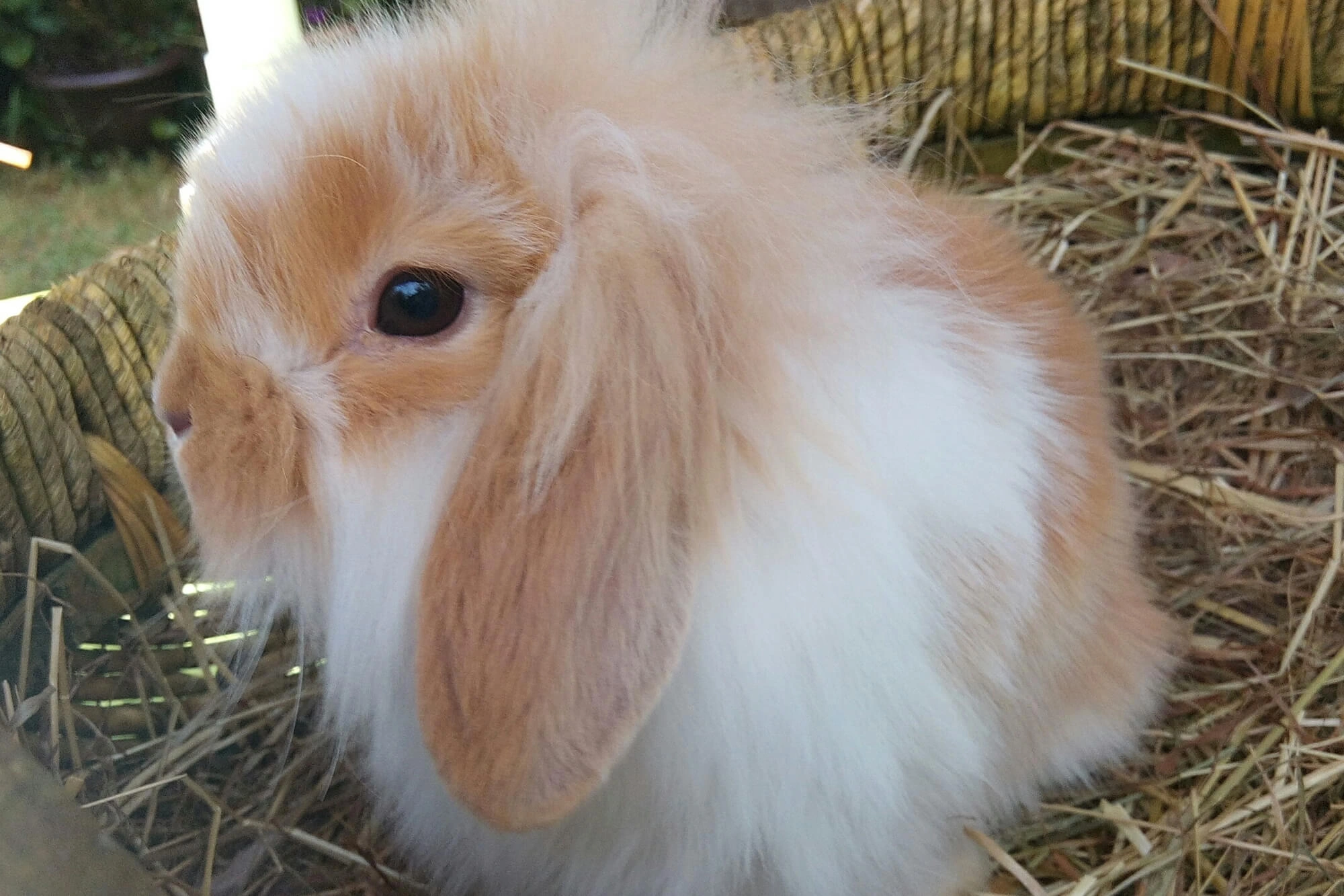 Mini Lion Lop Rabbits Breed Information, Temperament, Size & Price
