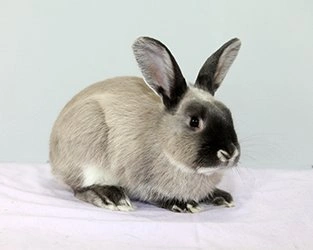 Smoke Pearl Rabbits Breed - Information, Temperament, Size & Price ...