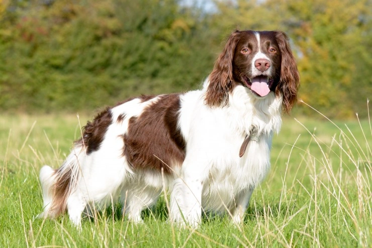 Adult springer hot sale spaniel for sale