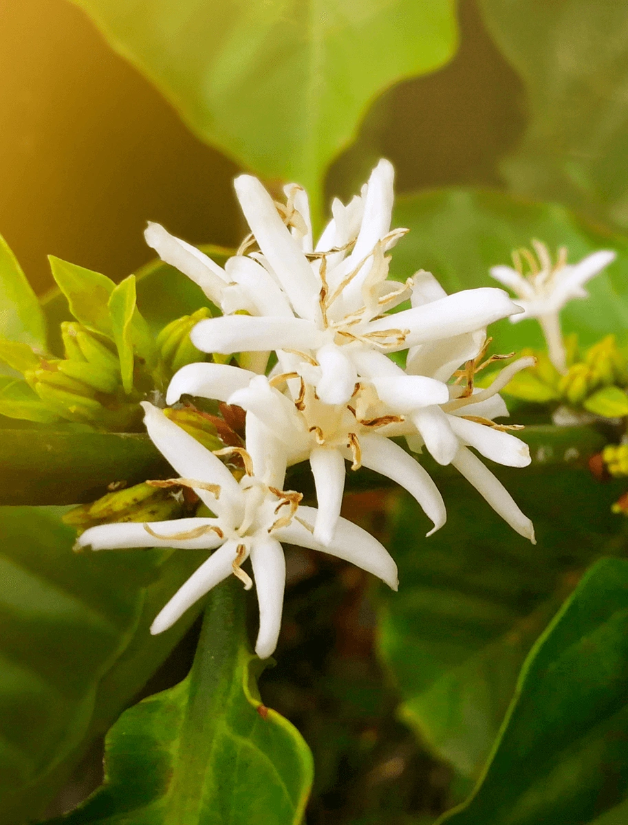 Coffee blossom