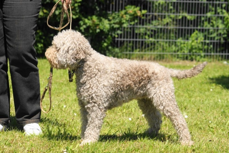 Lagotto dog best sale