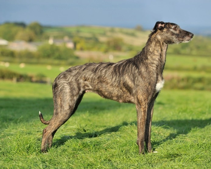 Brindle store lurcher puppy