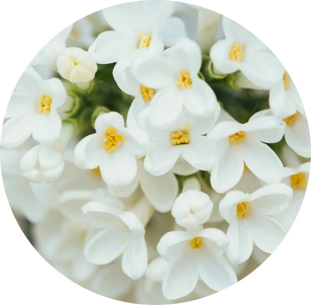 Aman Coder's Logo Image