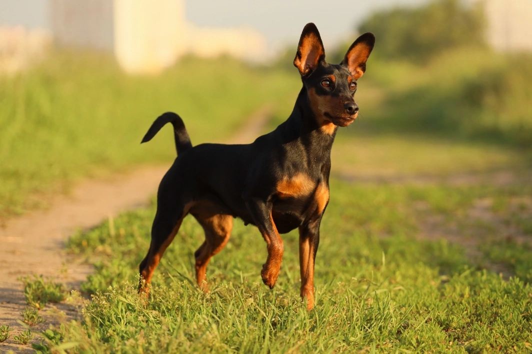 Tiny min pin puppies best sale for sale