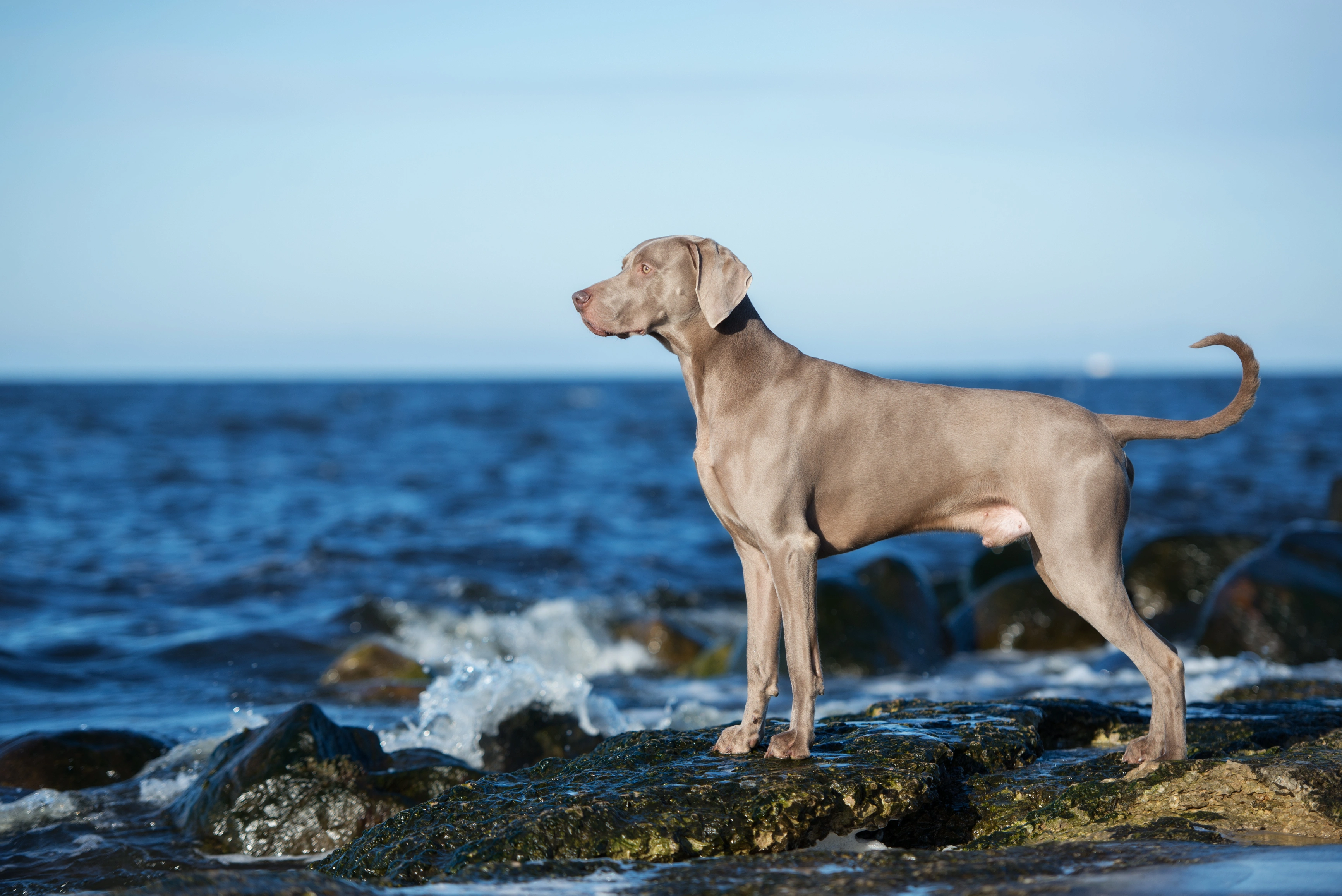 Average weight of a store 8 week old weimaraner