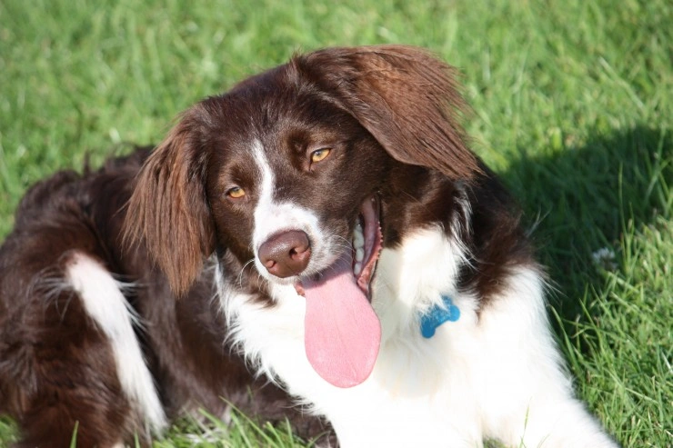 Border collie cross cocker clearance spaniel puppies for sale