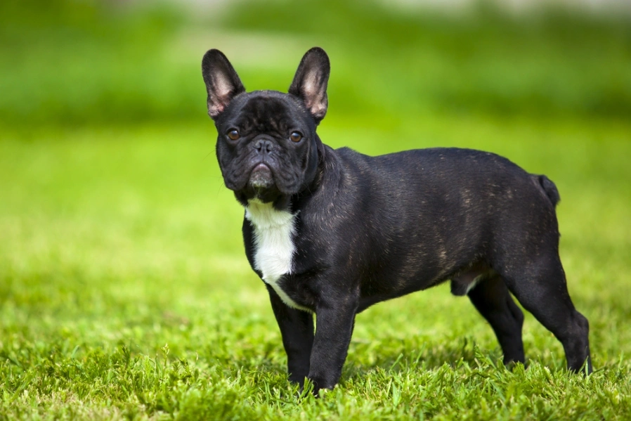 Bulldog Francés Perros Raza - Características, Fotos & Precio