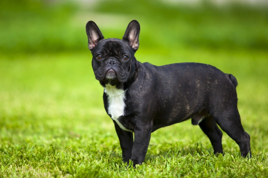 Características del Bulldog francés - Portal Salud