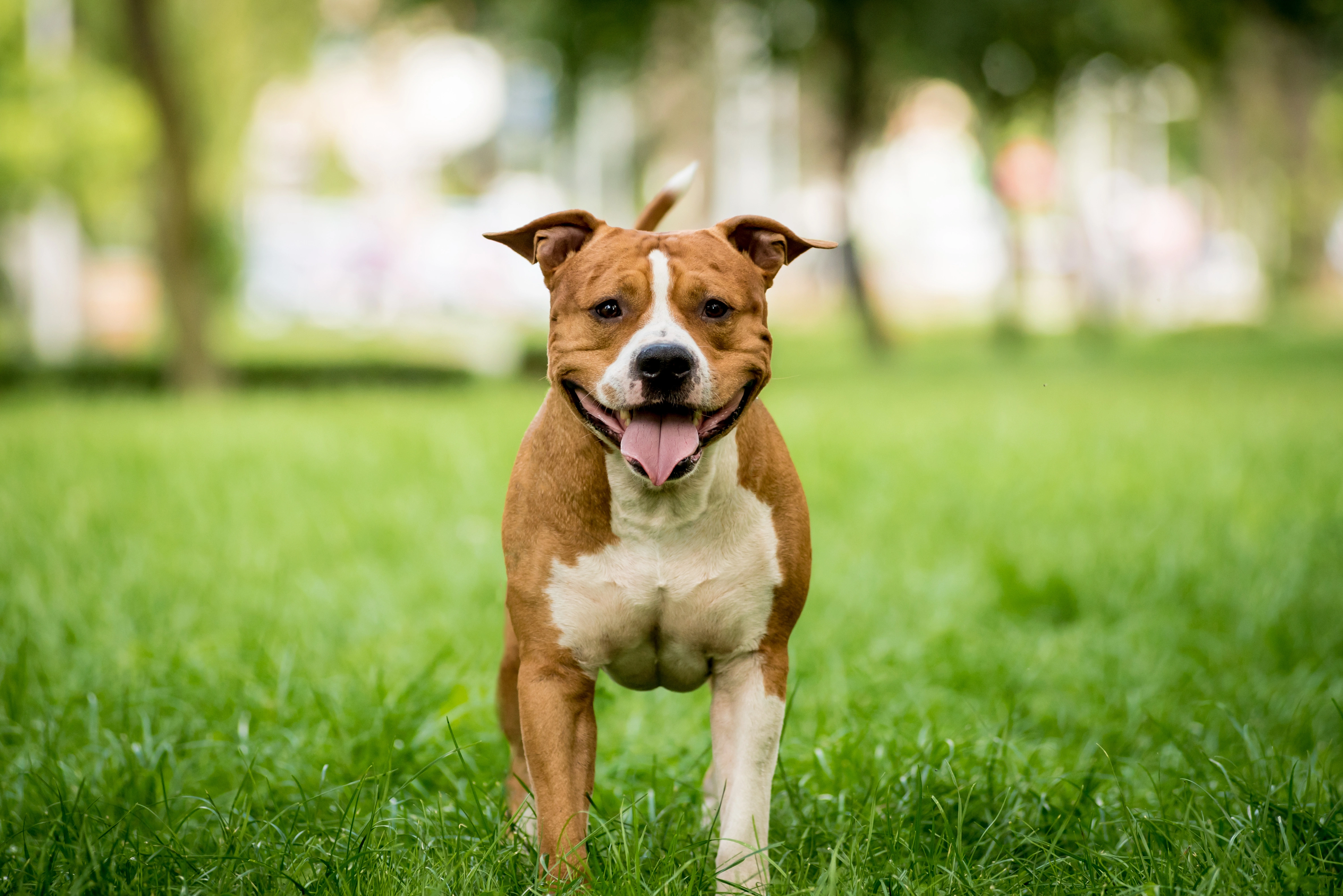 Cercanamente Bosque Opiáceo American Staffordshire-Terrier Perros Raza | Datos, Aspectos destacados y  Consejos de compra | MundoAnimalia