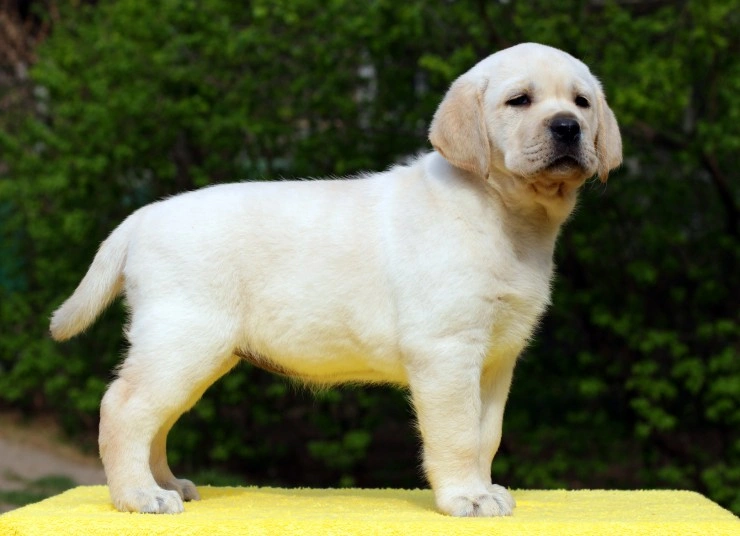 como se llaman los labradores blancos