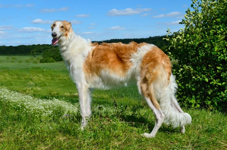 Borzoi price sales