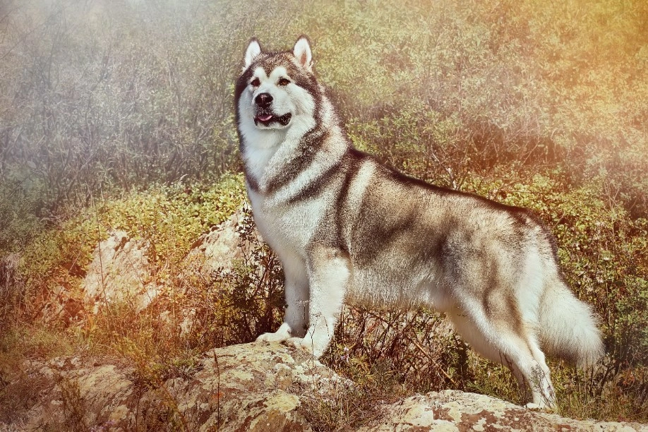 Red store malamute husky