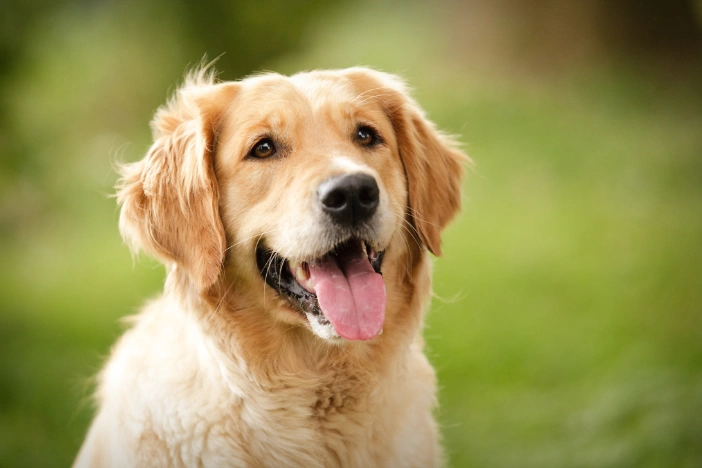 cuanto debe pesar un golden retriever de 5 años