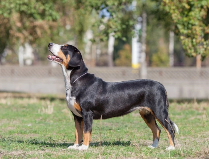 Entlebucher mountain 2024 dog cost