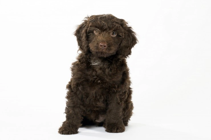 Springer spaniel store and poodle cross