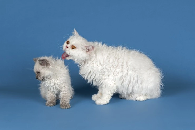 Selkirk rex hot sale for sale