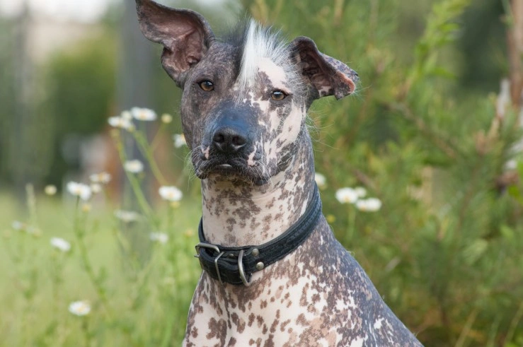 Mexican Hairless Dogs Breed Information Temperament Size