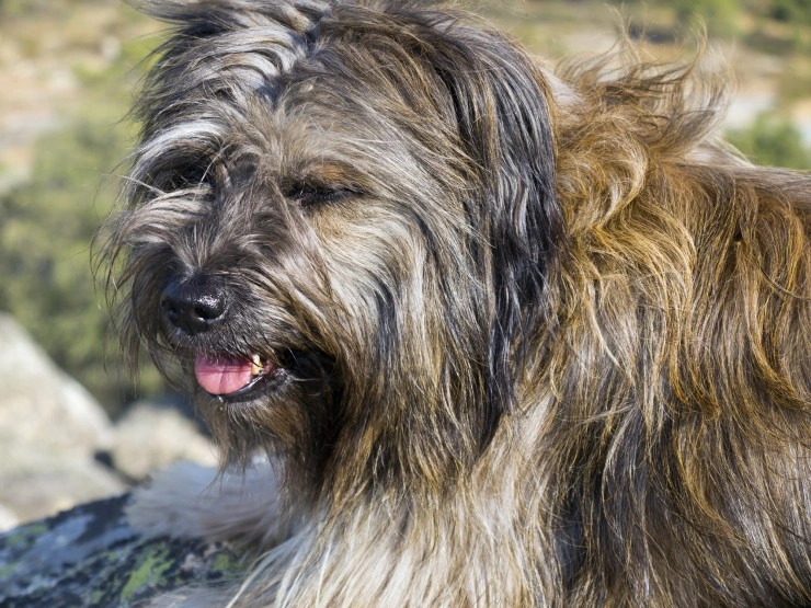 Catalan sheepdog store puppies for sale