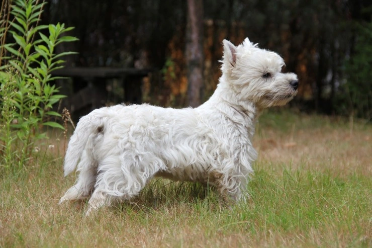 how much for a west highland white terrier