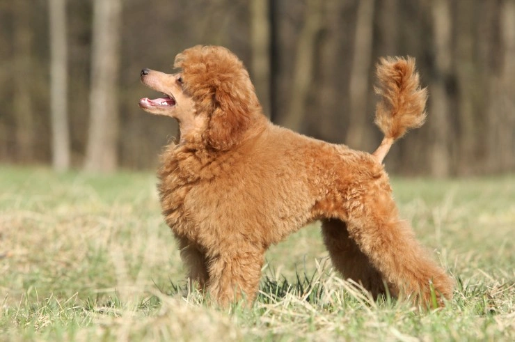 Toy store poodle shed