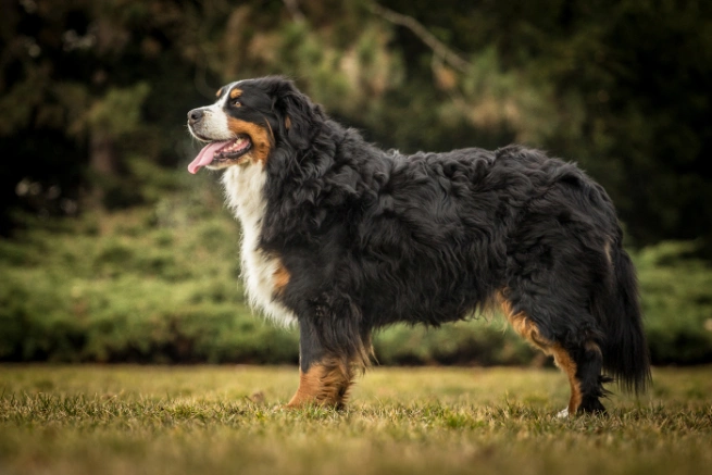 Show me a sales bernese mountain dog