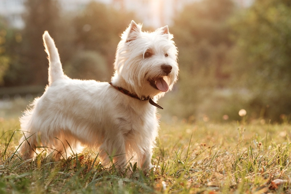 qué tan pesado debe ser un westie