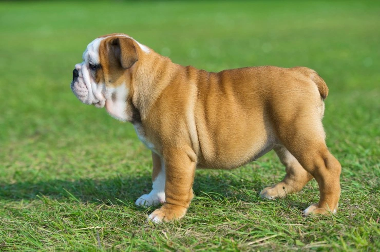 Pure best sale english bulldog