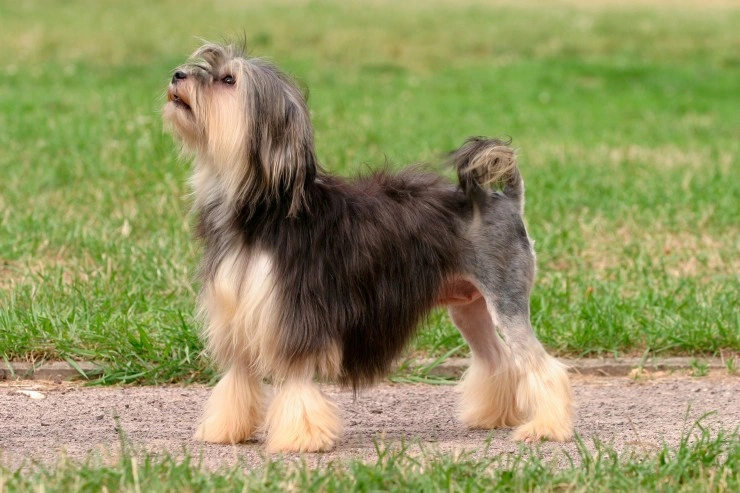 Dog store breed lowchen