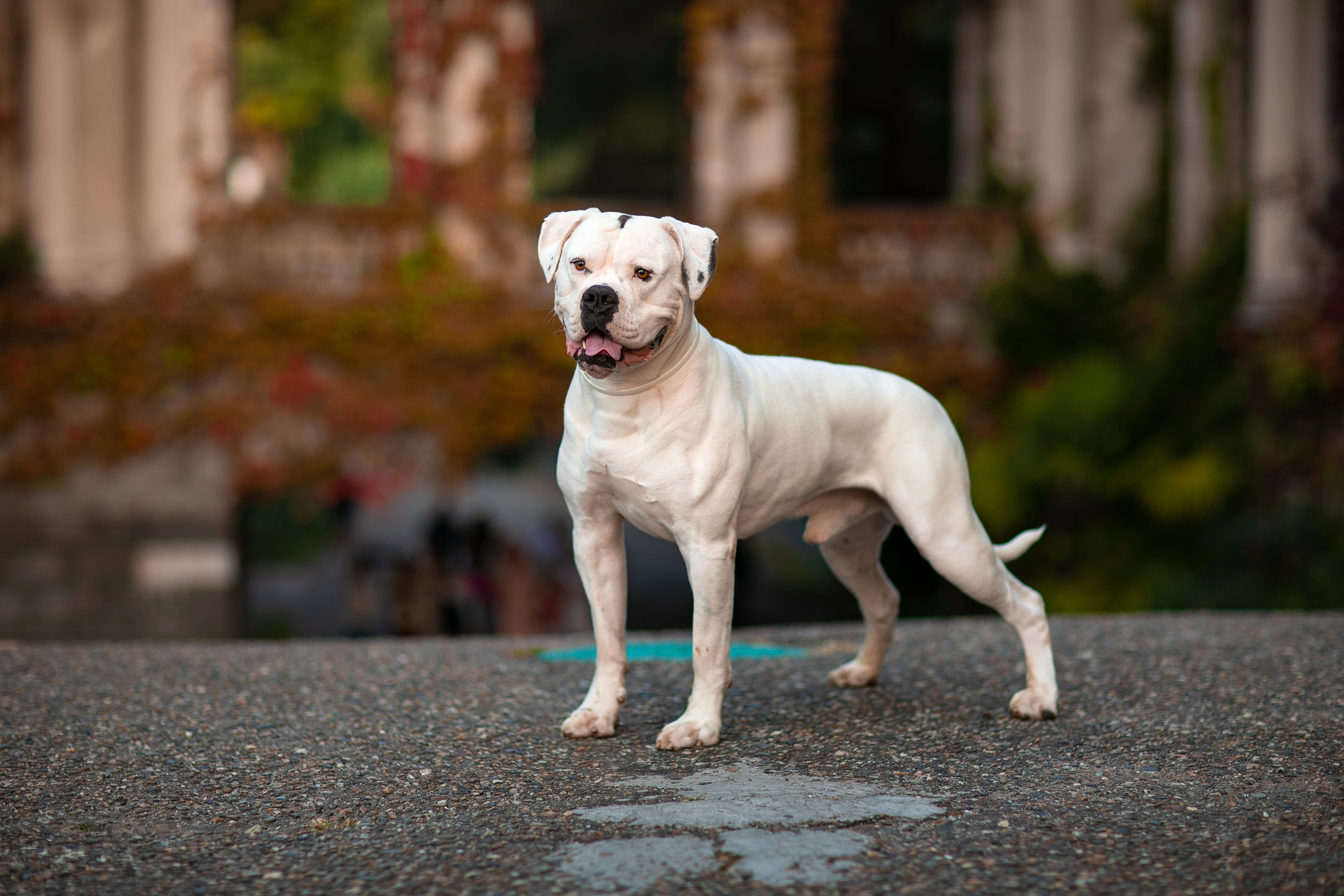 American bulldog cheap allergies food