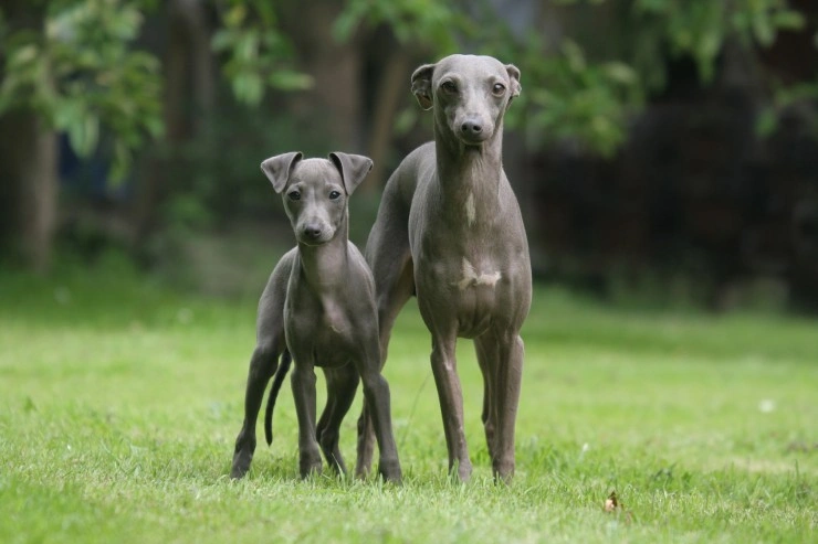 do italian greyhounds bite