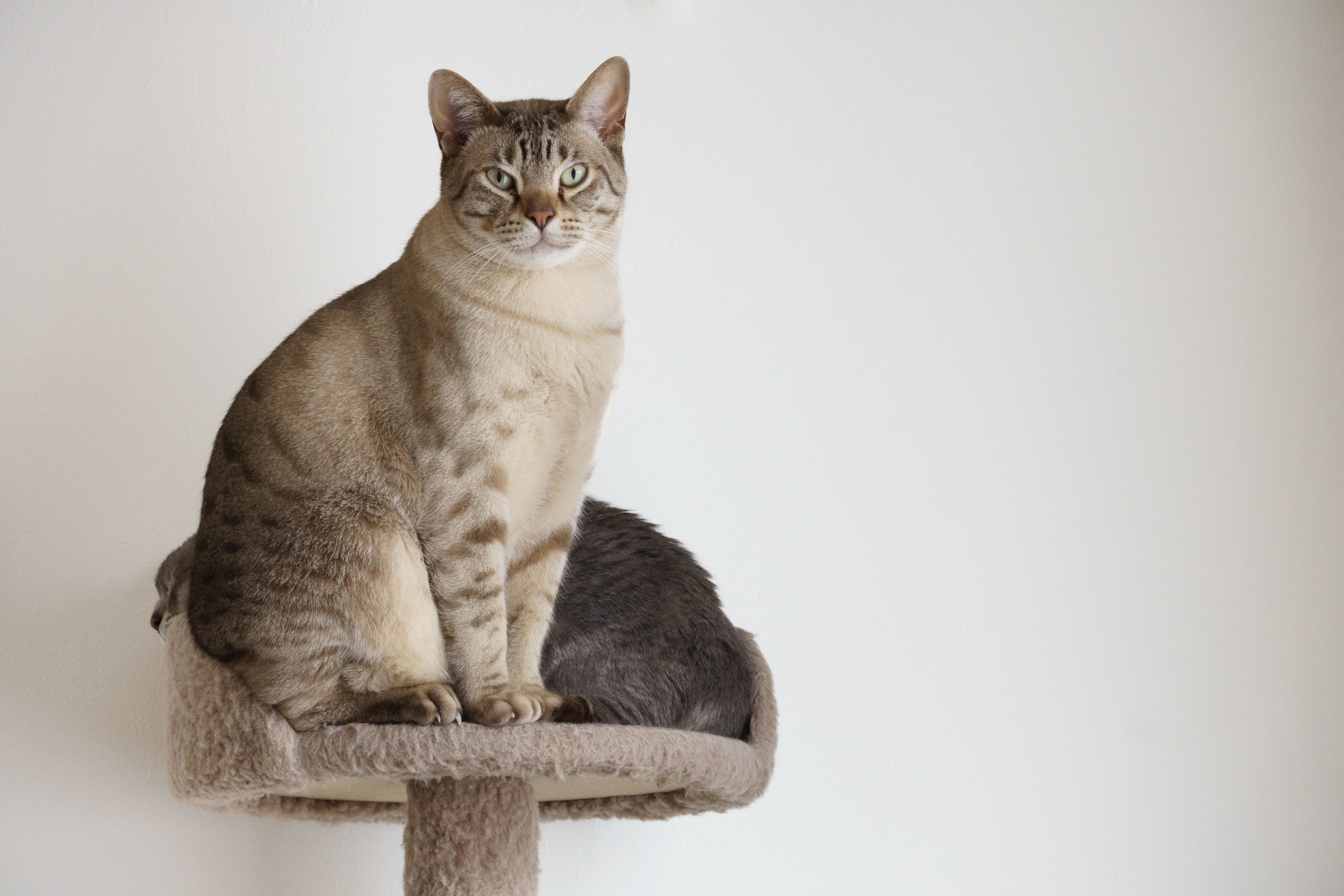 Australian best sale cat breed