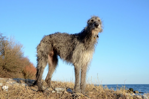 Norwegian deerhound clearance