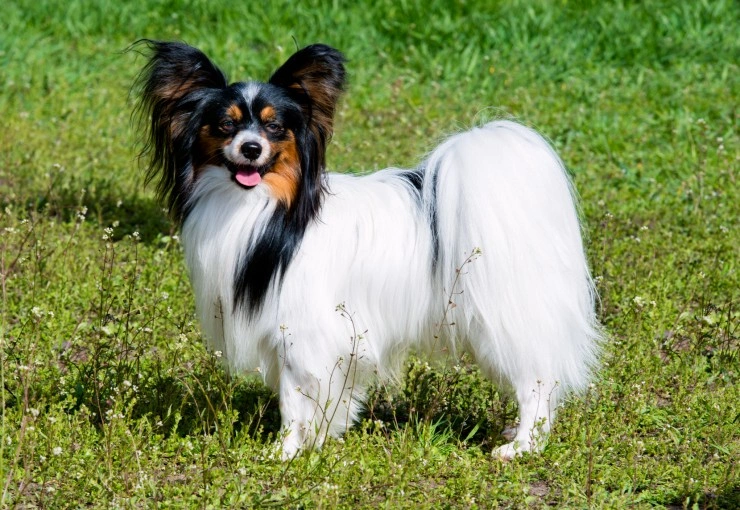 Papillon dog hot sale breed price