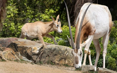 Product afbeelding: ARTIS-Park tickets met korting
