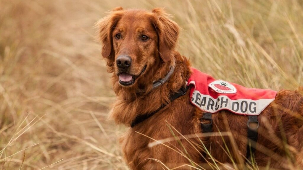 search dog in the middle of a farm.jpg