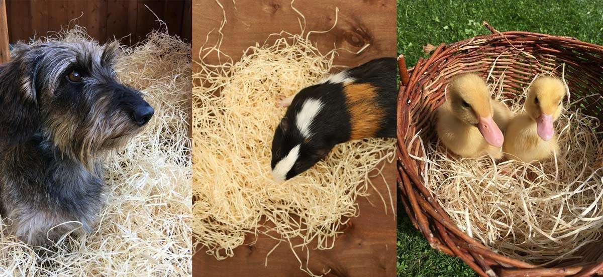 歐洲工廠將木絲應用在動物鋪墊、寵物窩，舒適又有保溫效果。