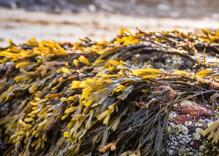 Bladderwrack on the shore.