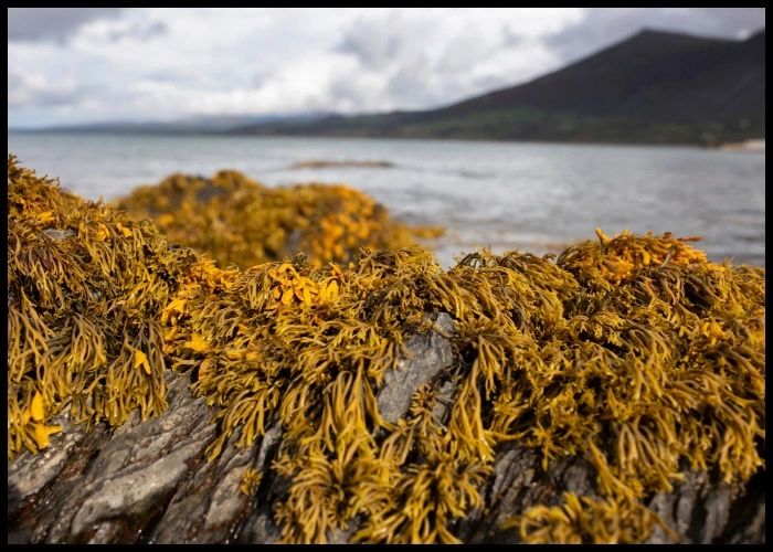 Bladderwrack on roacy coast.