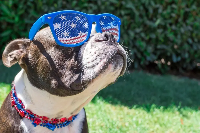 Staffordshire Bull Terrier dog wearing stars and stripes sun glasses