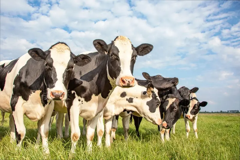 Row of dairy cows in the pasture