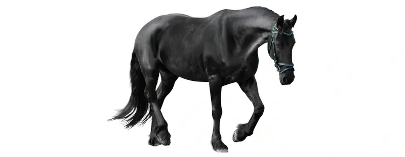 Black horse