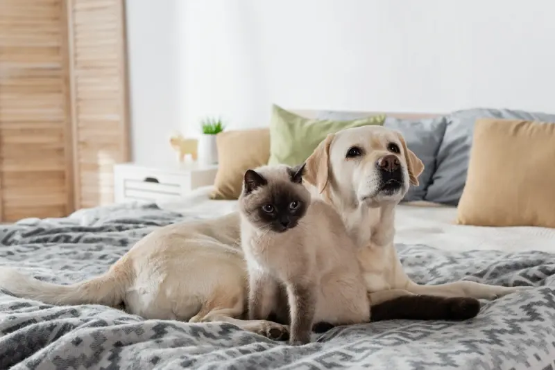 cat and dog at home