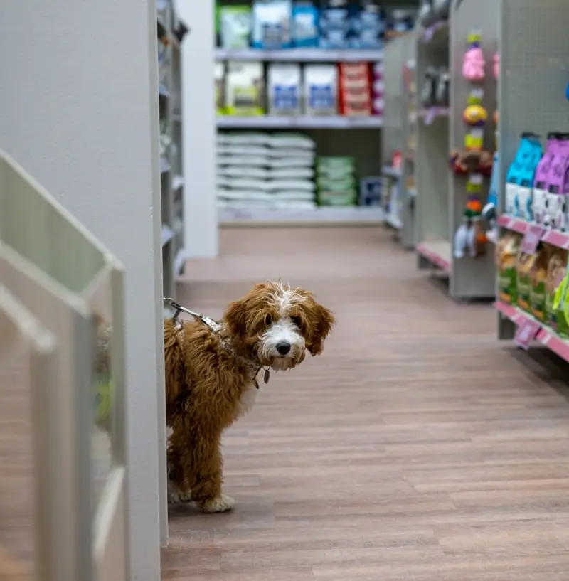 Dog in Pets at Home store